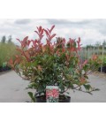 Photinia Carré Rouge Ø30 h80 Cm