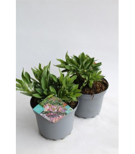 Alstromeria Pot de 19