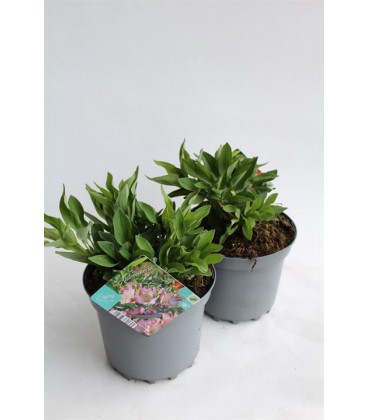 Alstromeria Pot de 19