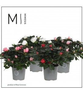 Azalée Ø14 mattelin