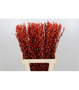Salix teinté Orange 90 cm