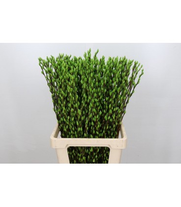 Salix chaton teinté Vert  90 cm la 
