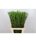 Salix chaton teinté Vert  90 cm la 