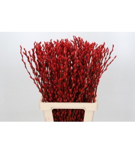 Salix chaton teinté Rouge