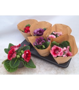 Sinn mélange Ø12 h24