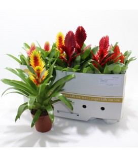 Vriesia mix pot de 12 h 44