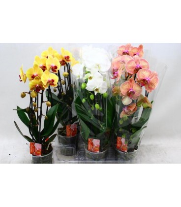 Phalaeno cascade pot de 12 mix 2b