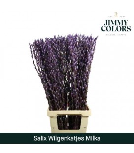 Salix chaton milka