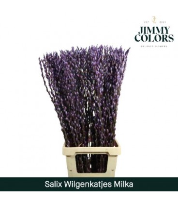 Salix chaton milka