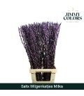 Salix chaton milka