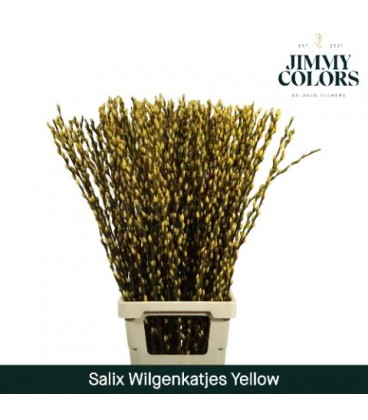Salix chaton jaune