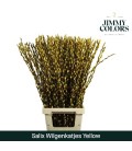 Salix chaton jaune