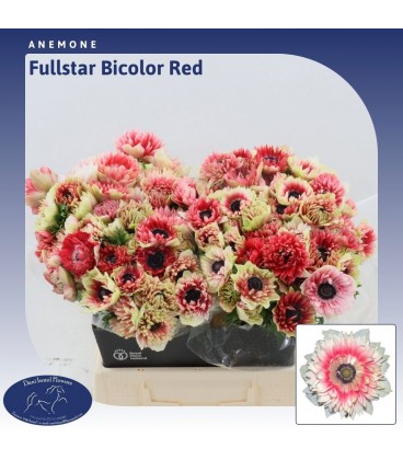 Anemone Fstar Bi Red 35 cm