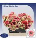 Anemone Fstar Bi Red 40 cm