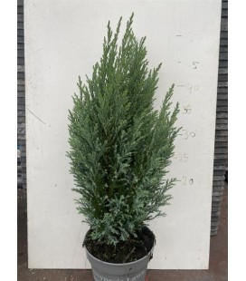 Ellwoodii  50 cm pot de 13