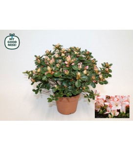 Azalée Sachsenstern Pot de 14