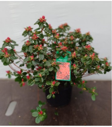 Azalée Jap Fleurie Ø 17