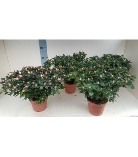Azalée Fleurie simsii Ø 15