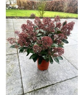 Skimmia rub 20/+ fl Ø 17