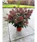 Skimmia rub 20/+ fl Ø 17