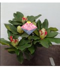 Rhododendron Grifie fleurie  Ø 19