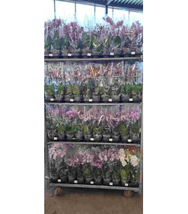 Phalaenopsis mix 2 b court Ø 12