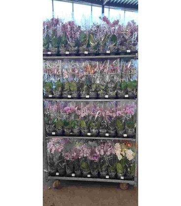 Phalaenopsis mix 2 b court Ø 12