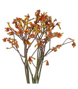 Anigozanthus orange 