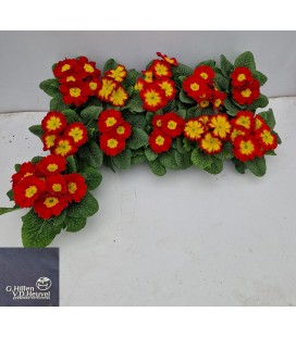 Primevere rouge Ø 10