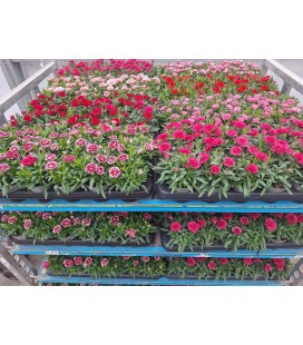 Mini oeillet mix 7 coul Ø 09