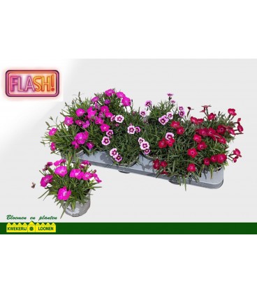 Mini oeillet Flash Ø 10.5