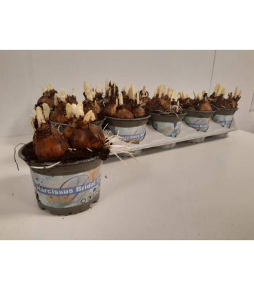 Narcisse bridal crown  Ø 12