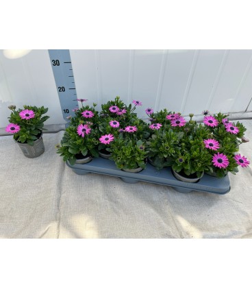 Osteospermum Pot de 10