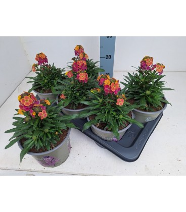 Erysium Tricolor Ø 17 h 30