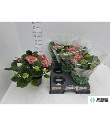 Hortensia rouge Ø 14