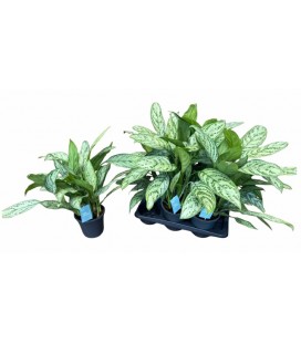 Aglaonema Ø 17
