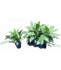 Aglaonema Ø 17