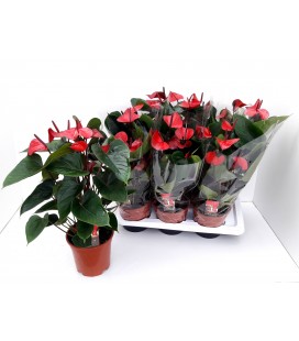 Anthurium Adios red Ø 17