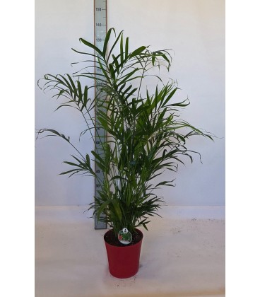 Chamaedorea Ø 23 H 130