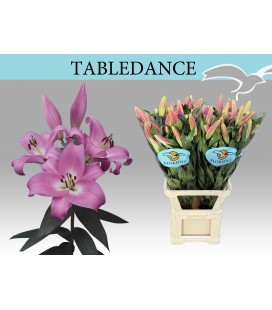 Lys Tabledance 