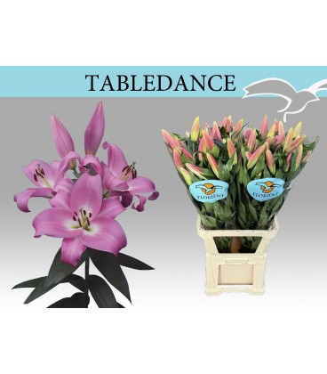 Lys Tabledance 