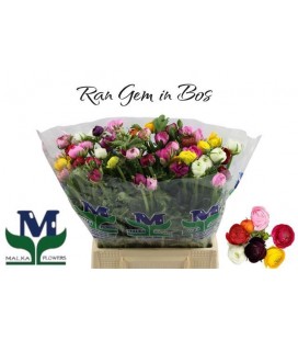 Renoncule mix dans botte pastel