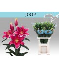 Lys Or Joop 100 cm