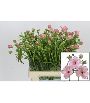 Renoncule Butterfly isis 60 cm