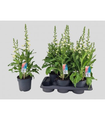 Digital Hanabee White Ø 17