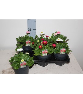 Paquerette Bellis  pot de 12