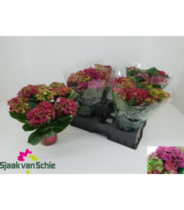 Hortensia M Fire Ø13 h 40