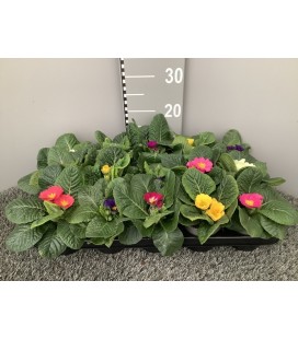 Primevere acaulis crescendo Ø 10.5