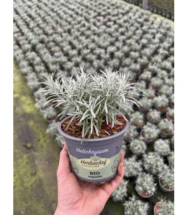 Helichrysum (plante a curry) Ø 14