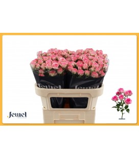 Rose Branchue Tralala 70 cm